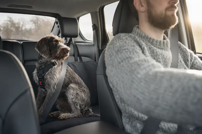 Ein Italienischer Rauhhaariger Vorstehhund sitzt sicher angeschnallt auf der Rückbank eines Autos, während der Besitzer entspannt fährt.