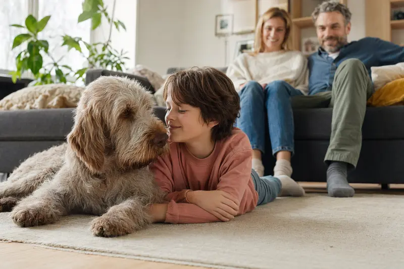 Italienischer Spinone liegt entspannt neben einem Kind im Wohnzimmer in einer sicheren Familienatmosphäre.
