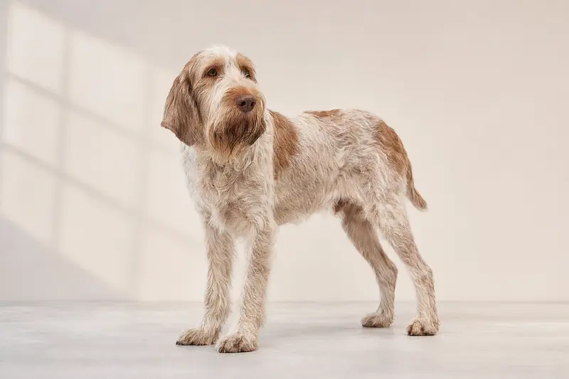 Ein aufmerksamer Italienischer Spinone steht in natürlicher Haltung vor hellem Hintergrund und zeigt die typische Fellstruktur der Rasse.