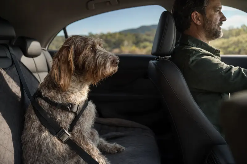 Ein Italienischer Spinone sitzt sicher angeschnallt auf der Rückbank eines Autos, während sein Besitzer ruhig fährt.