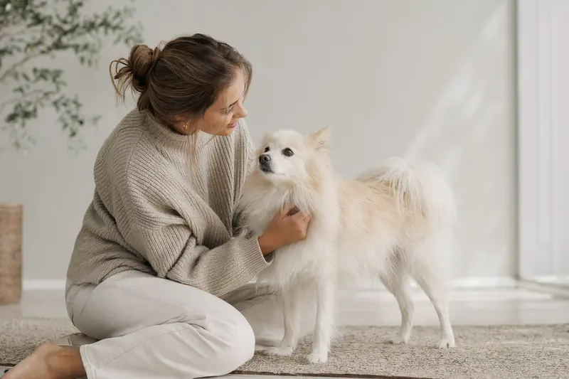 Italienischer Volpino Hund in aufmerksamer Haltung vor hellem, neutralem Hintergrund.