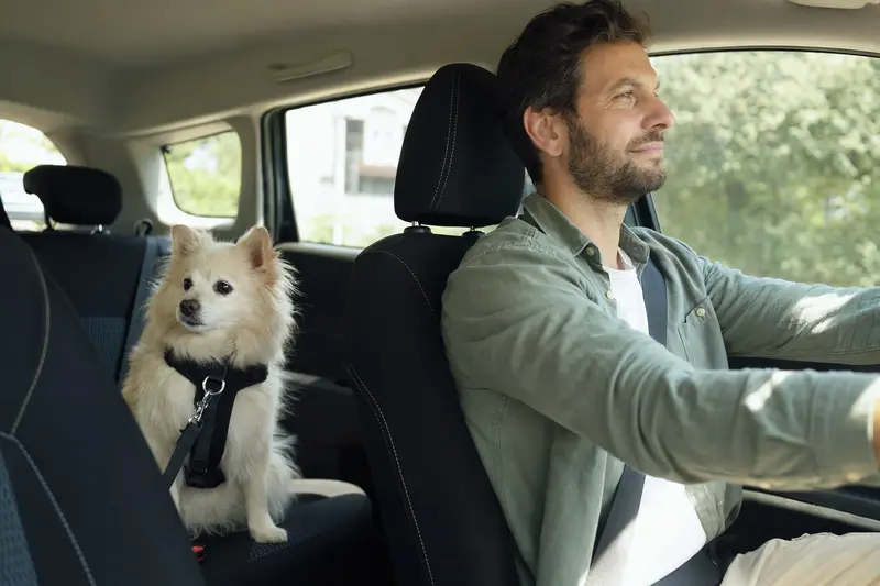 Ein Italienischer Volpino Hund sitzt sicher angeschnallt auf der Rückbank eines Autos, während sein Besitzer aufmerksam fährt.
