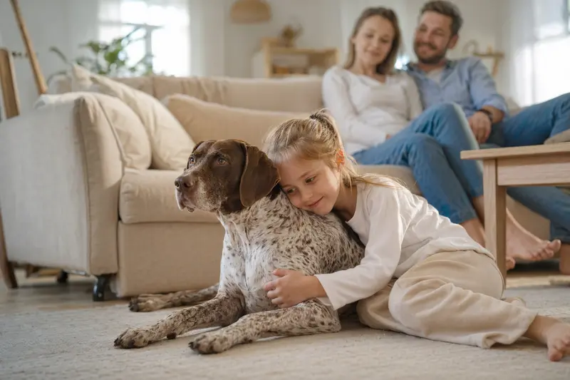 Ein freundlicher Italienischer Vorstehhund liegt entspannt neben einem Kind im hellen Wohnzimmer und vermittelt eine sichere Familienatmosphäre.