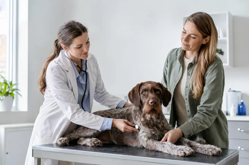 Ein ruhiger Italienischer Vorstehhund wird behutsam von einer Tierärztin mit Stethoskop in einer modernen Praxis untersucht.