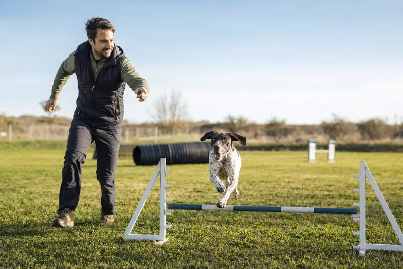 Ein Italienischer Vorstehhund springt mit seinem Besitzer über eine kleine Trainingshürde auf dem Hundeplatz.