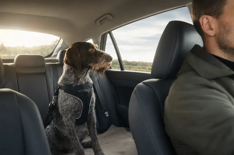 Ein Italienischer Vorstehhund sitzt sicher angeschnallt auf der Rückbank eines Autos, während der Besitzer ruhig fährt.