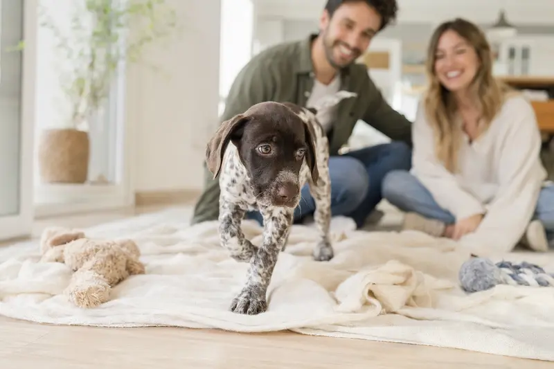Ein neugieriger Italienischer Vorstehhund Welpe erkundet sein neues Zuhause und wird von einer liebevollen Familie umgeben.