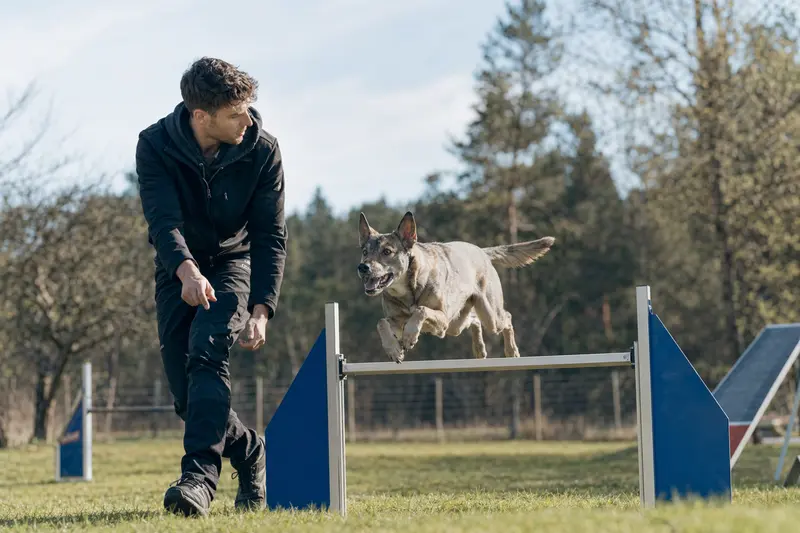 Ein Italienischer Wolfhund springt freudig über eine kleine Trainingshürde auf dem Hundeplatz beim Hundetraining mit seinem Besitzer.