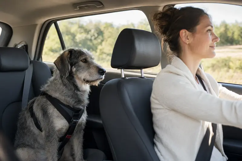 Ein Italienischer Wolfhund sitzt angeschnallt auf der Rückbank eines Autos, während der Besitzer fährt.