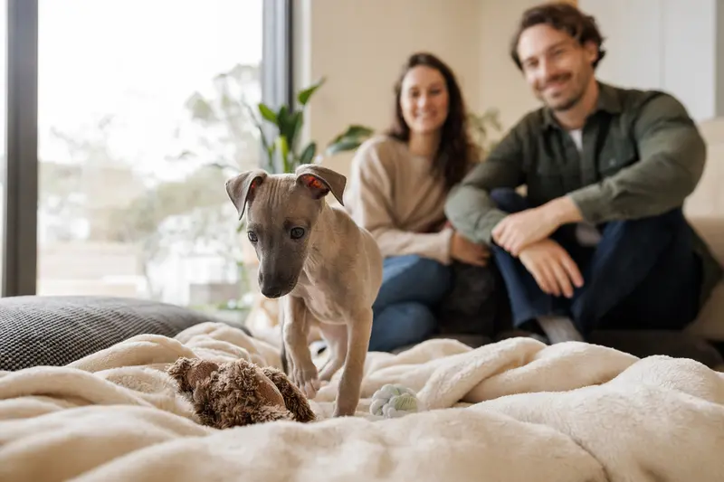 Ein junger Italienisches Windspiel Welpe erkundet neugierig seine liebevolle Familie und sein neues Zuhause auf einer weichen Decke.