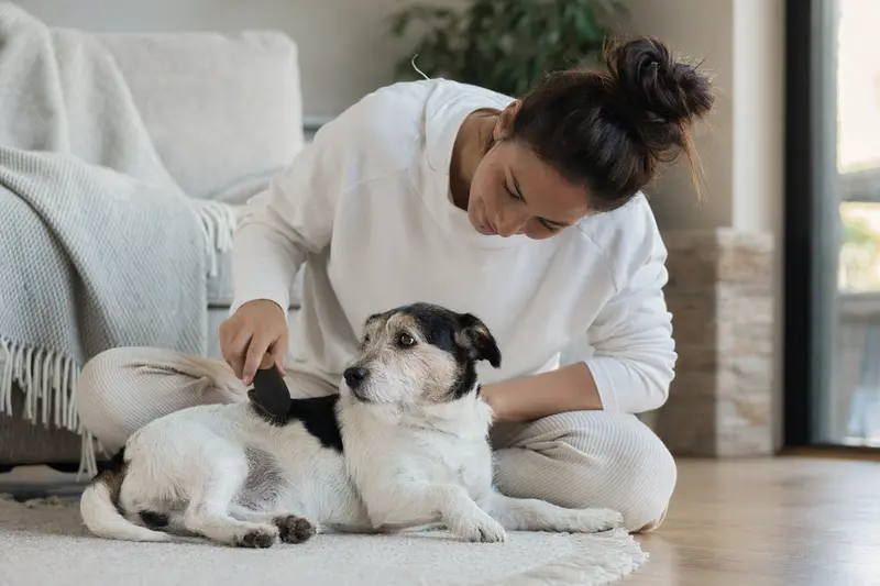 Ein Jack Russell Terrier wird in einer hellen Wohnung sanft gebürstet, während sein Besitzer liebevoll die Fellpflege übernimmt.