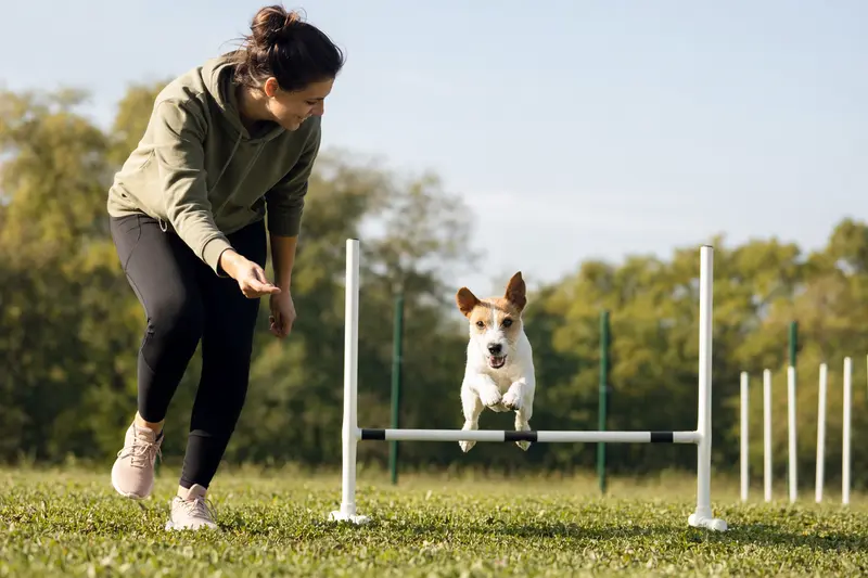 Ein Jack Russell Terrier springt beim Hundetraining über eine kleine Hürde auf dem Hundeplatz, während sein Besitzer ihn begleitet.