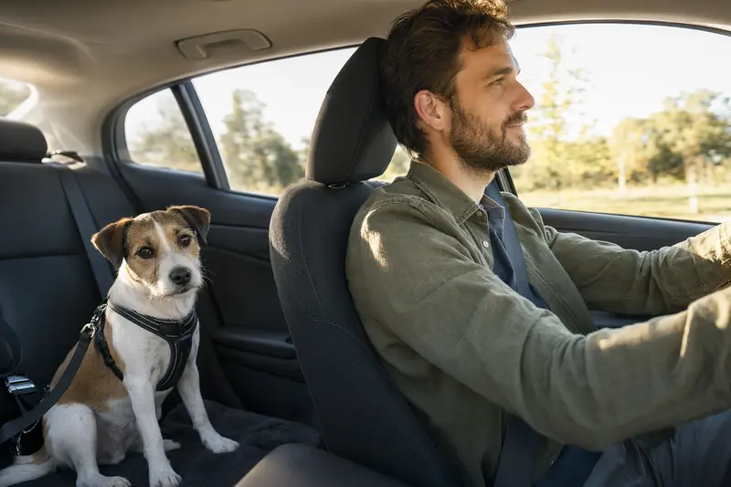 Ein Jack Russell Terrier ist sicher angeschnallt auf der Rückbank eines Autos, während der Besitzer entspannt fährt.