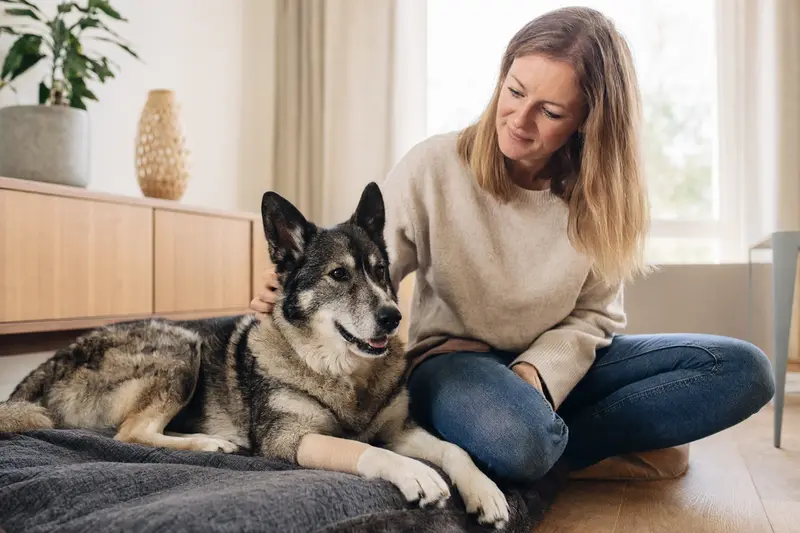 Ein Jämthund mit leichtem Verband an der Pfote entspannt neben seinem Besitzer auf einer Decke in einer hellen Wohnung.