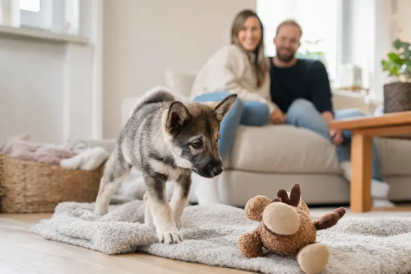 Ein neugieriger Jämthund Welpe erkundet sein neues, freundliches Zuhause mit liebevoller Familie im Hintergrund.