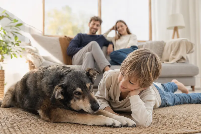 Ein freundlicher Jämtländer Hund liegt entspannt neben einem Kind im Wohnzimmer, während die Eltern im Hintergrund eine sichere Familienatmosphäre vermitteln.