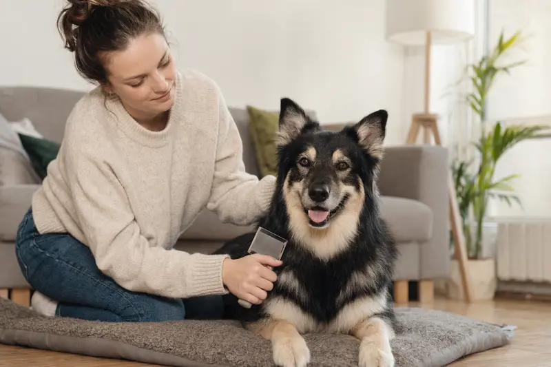 Ein Jämtländer Hund wird in einer hellen Wohnung sanft von seinem Besitzer gebürstet, als Teil der regelmäßigen Fellpflege.