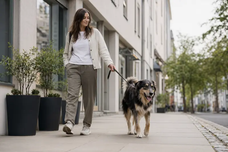 Ein Jämtländer Hund läuft an der Leine mit seinem Besitzer durch eine freundliche moderne Stadtstraße.