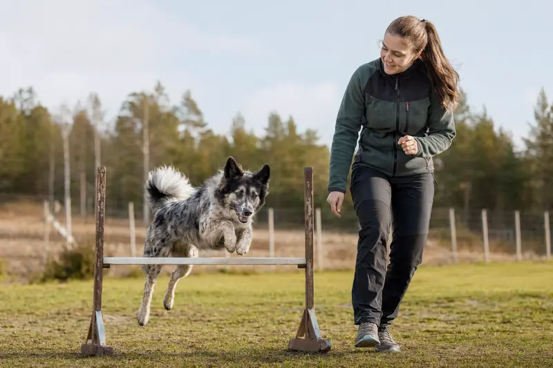 Ein Jämtländer Hund springt beim Training mit seinem Besitzer über eine kleine Hürde auf dem Hundeplatz.
