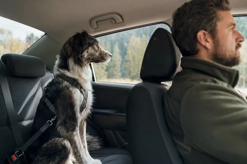 Ein Jämtländer Hund sitzt sicher angeschnallt auf der Rückbank eines Autos und genießt die Fahrt bei Sonnenlicht.