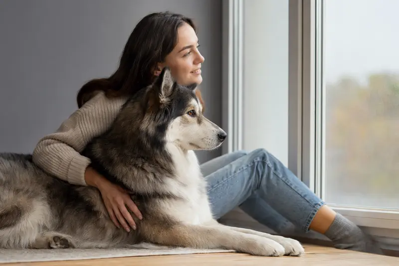 Ein aufmerksamer Jakutische Laika steht in natürlicher Haltung vor hellem Hintergrund und zeigt die typische Fellstruktur der Rasse.
