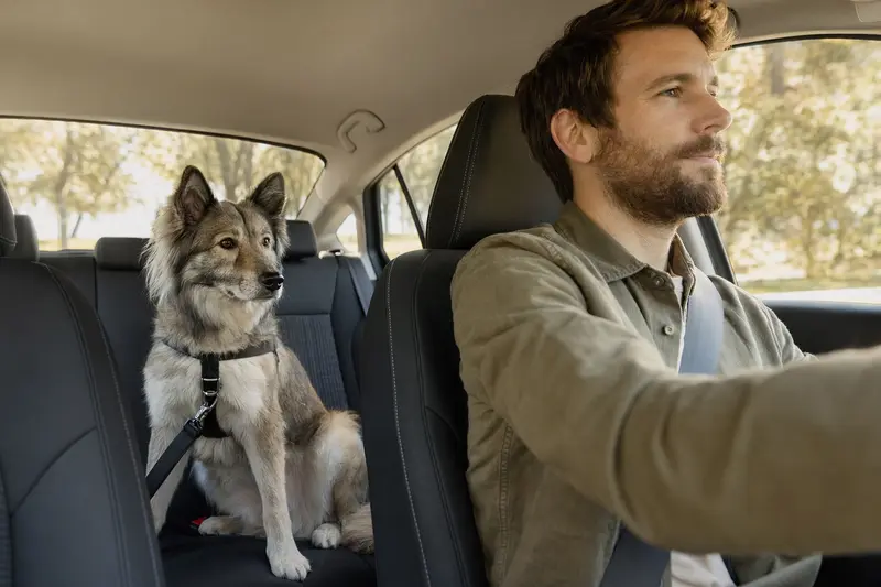 Eine Jakutische Laika sitzt sicher angeschnallt auf der Rückbank eines Autos und zeigt sicheren Hundetransport im Alltag.