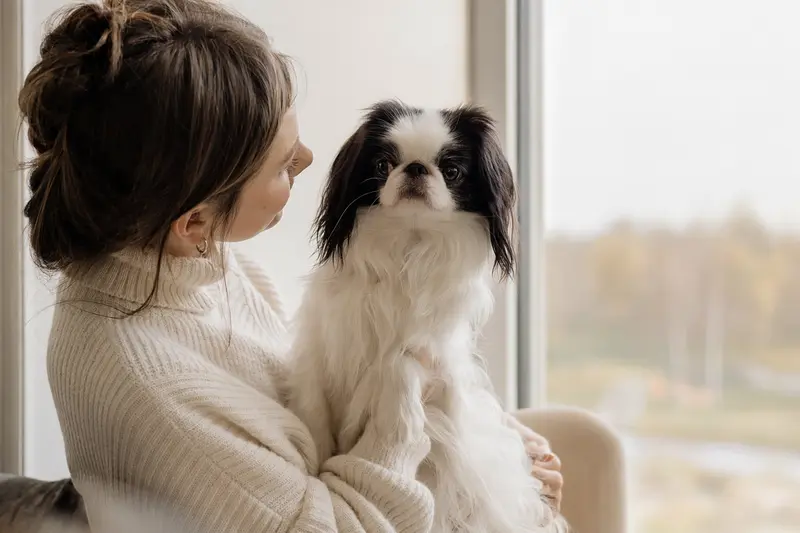 Ein aufmerksamer Japan-Chin Hund steht in natürlicher Haltung vor hellem neutralem Hintergrund.