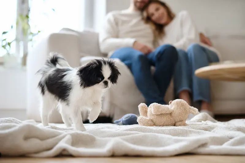 Ein junger Japan-Chin-Welpe entdeckt neugierig sein neues Zuhause in einer hellen Wohnung mit weicher Decke und Spielzeug.