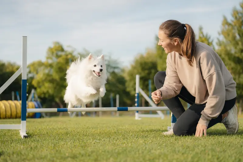Ein aktiver Japan Spitz trainiert mit seinem Besitzer auf einem Hundeplatz über eine kleine Trainingshürde.