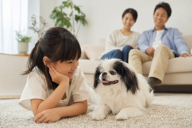 Ein Japanischer Chin Hund liegt entspannt neben einem Kind im Wohnzimmer, während die Eltern im Hintergrund eine sichere Familienatmosphäre schaffen.