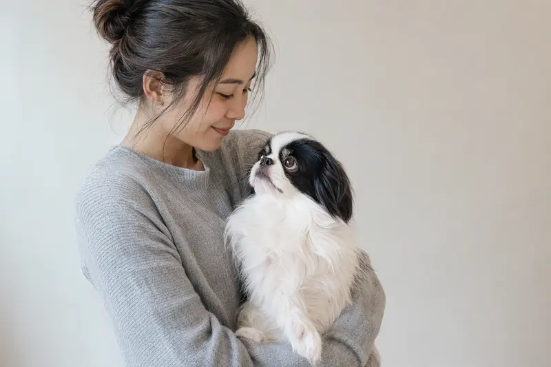 Ein aufmerksamer Japaner-Chin Hund steht in natürlicher Haltung vor hellem neutralem Hintergrund.