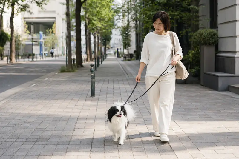 Ein Japanischer Chin läuft entspannt an der Leine neben seinem Besitzer durch eine moderne Stadtstraße.
