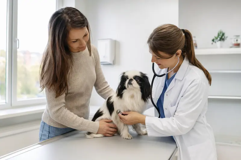 Ein Japaner-Chin Hund wird in einer modernen Tierarztpraxis freundlich von einer Tierärztin mit einem Stethoskop untersucht, während der Besitzer beruhigend danebensteht.