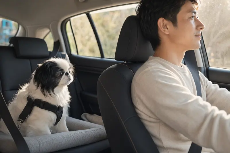 Ein Japaner-Chin Hund sitzt sicher im Auto auf der Rückbank, während sein Besitzer entspannt fährt und Sonnenlicht durch das Fenster strömt.