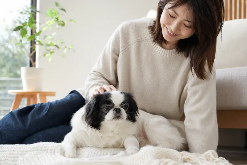Ein Japaner-Chin Hund mit einem Verband an der Pfote liegt neben seinem erleichterten Besitzer auf einer Decke in einer hellen Wohnung.