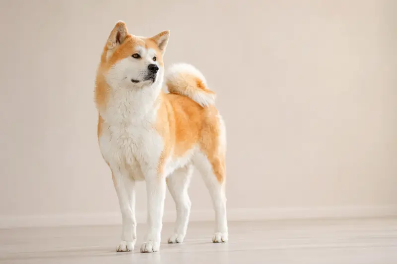 Japanischer Akita Hund in natürlicher Haltung vor hellem Hintergrund als hochwertiges Tierportrait