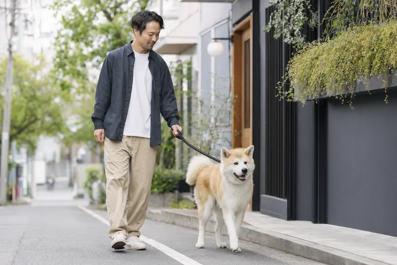 Ein Japanischer Akita läuft an der Leine mit seinem Besitzer durch eine moderne Stadtstraße.