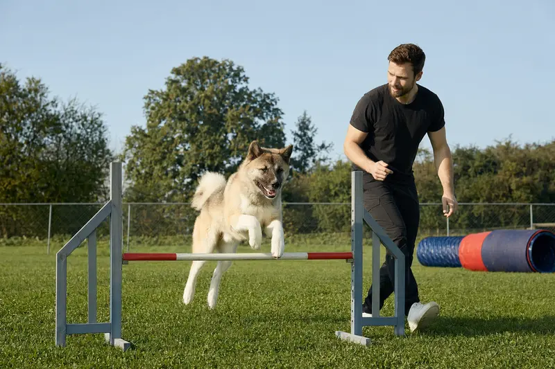 Ein Japanischer Akita springt beim Hundetraining auf einem Hundeplatz über eine kleine Hürde und bewegt sich gemeinsam mit seinem Besitzer sicher und motiviert.