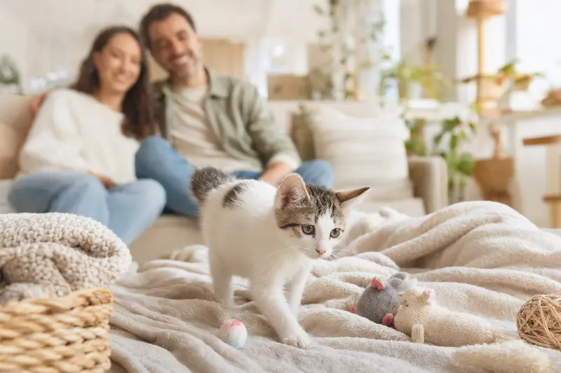 Ein neugieriges Japanischer Bobtail Kätzchen exploring sein neues Zuhause mit Spielzeug und einer liebevollen Familie im Hintergrund.