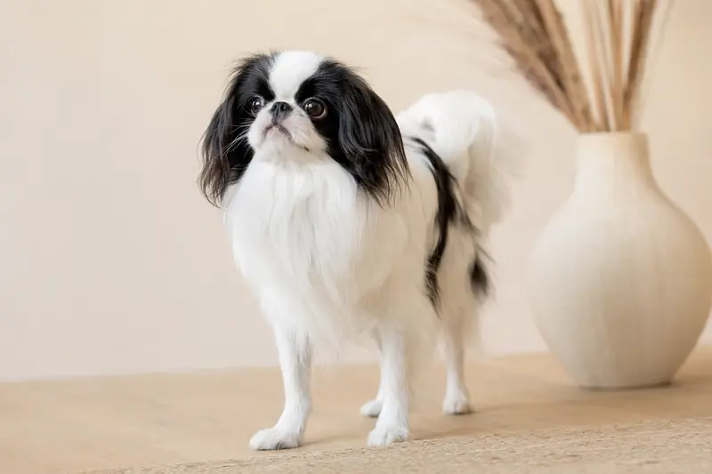 Japanischer Chin Hund in natürlicher Haltung vor hellem Hintergrund als realistisches Tierportrait.