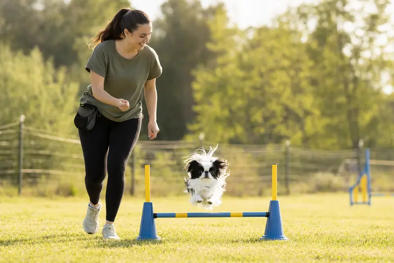 Ein Japanischer Chin trainiert mit seinem Besitzer auf einem Hundeplatz über eine kleine Hürde.