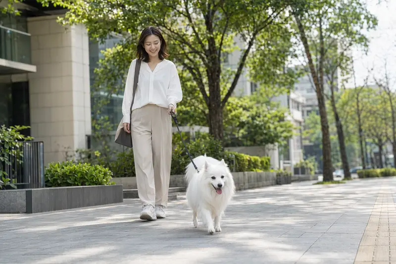 Ein Japanischer Spitz läuft an der Leine mit seinem Besitzer durch eine moderne Stadtstraße.