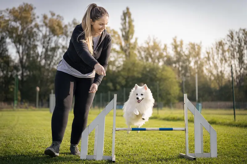 Japanischer Spitz trainiert mit seinem Besitzer auf dem Hundeplatz über eine kleine Hürde bei sonnigem Wetter.