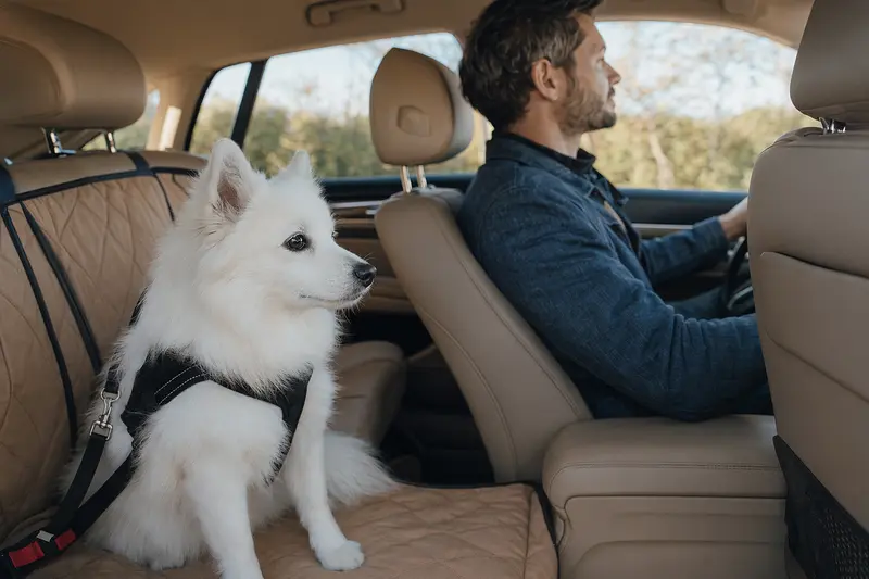 Ein Japanischer Spitz Hund sitzt sicher angeschnallt auf der Rückbank eines Autos, während sein Besitzer fährt.