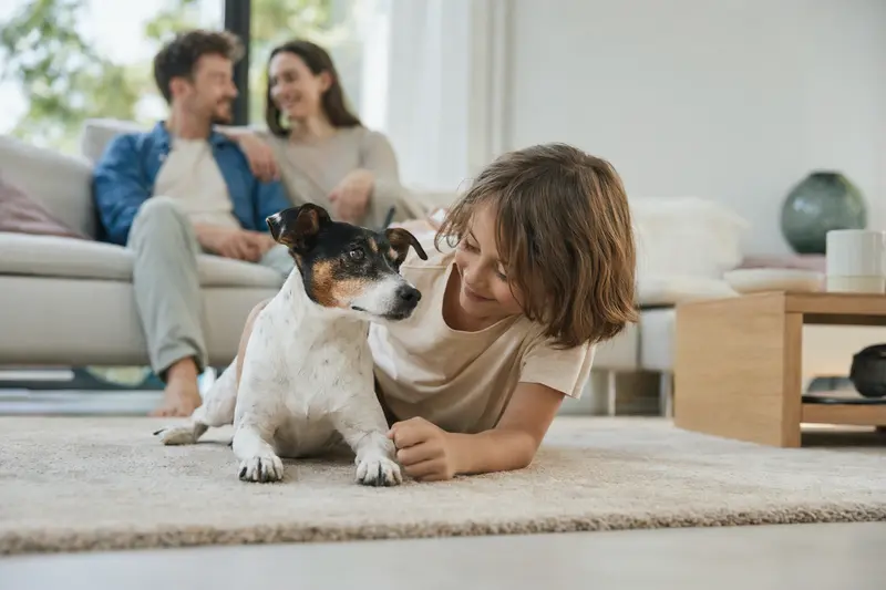 Ein Japanischer Terrier liegt entspannt neben einem Kind im Wohnzimmer, während die Eltern im Hintergrund stehen und eine helle, sichere Familienatmosphäre entsteht.