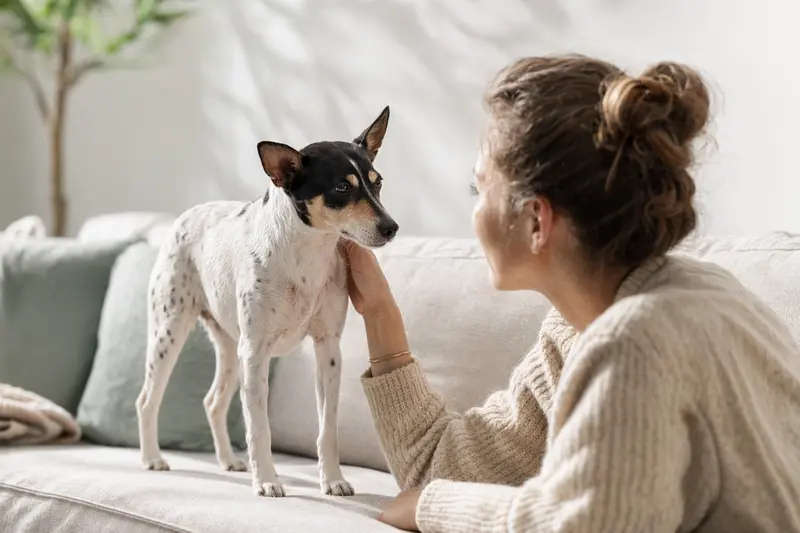 Japanischer Terrier in aufmerksamer Haltung vor hellem neutralem Hintergrund.
