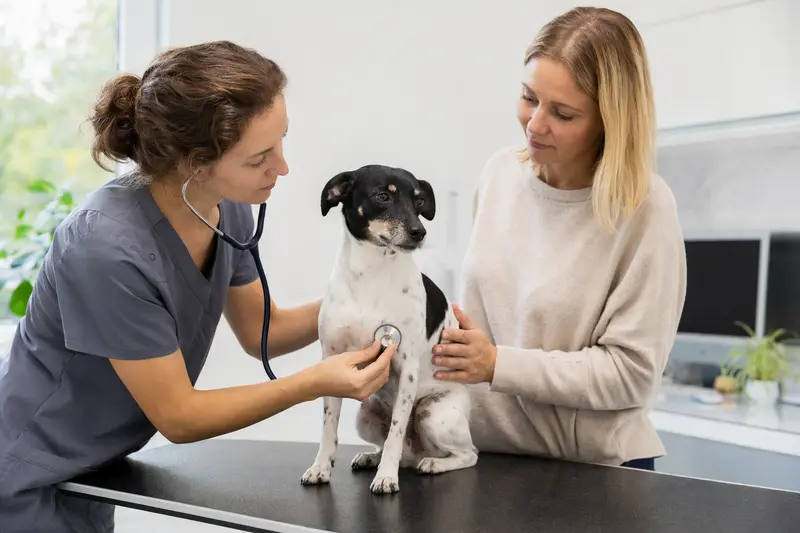 Eine freundliche Tierärztin untersucht einen ruhigen Japanischen Terrier auf dem Behandlungstisch mit dem Stethoskop, während der Besitzer beruhigend daneben steht.