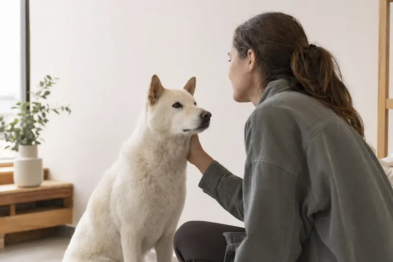 Ein aufmerksamer Jindo Hund steht in natürlicher Haltung vor hellem Hintergrund, realistisch fotografiert als hochwertiges Hundeporträt.