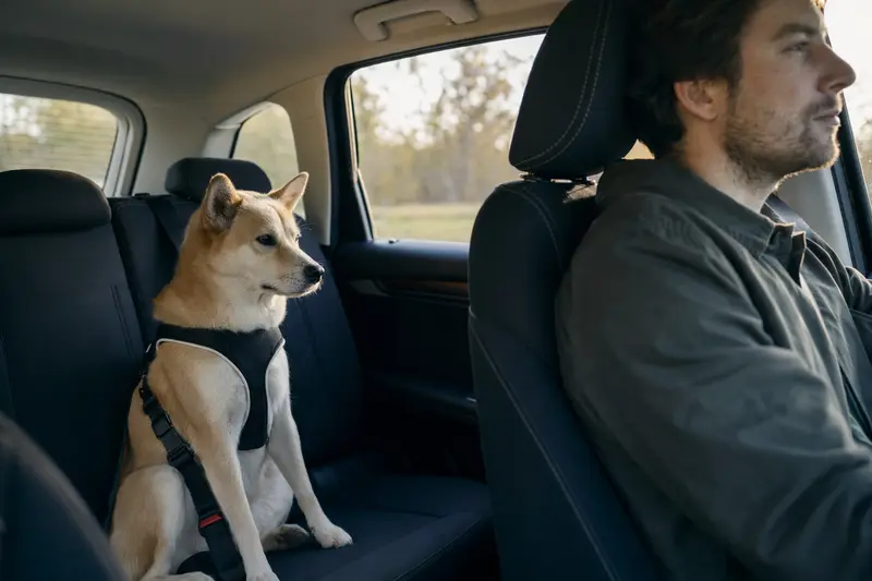 Ein Jindo Hund sitzt sicher angeschnallt auf der Rückbank eines Autos, während sein Besitzer ruhig fährt.