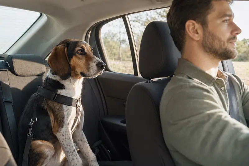 Ein Jugoslavenski Trobojni Gonic Hund sitzt sicher im Auto, während sein Besitzer fährt.